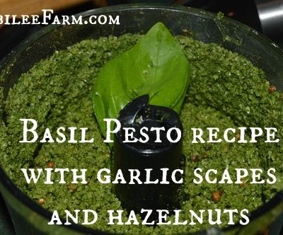Basil Pesto Recipe with Garlic Scapes and Hazelnuts