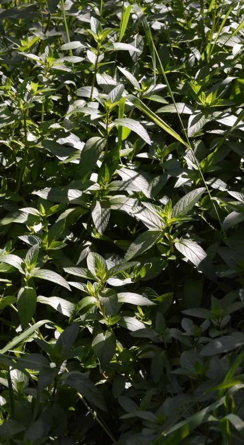 Herbs to know, herbs to grow: Peppermint -- Joybilee Farm