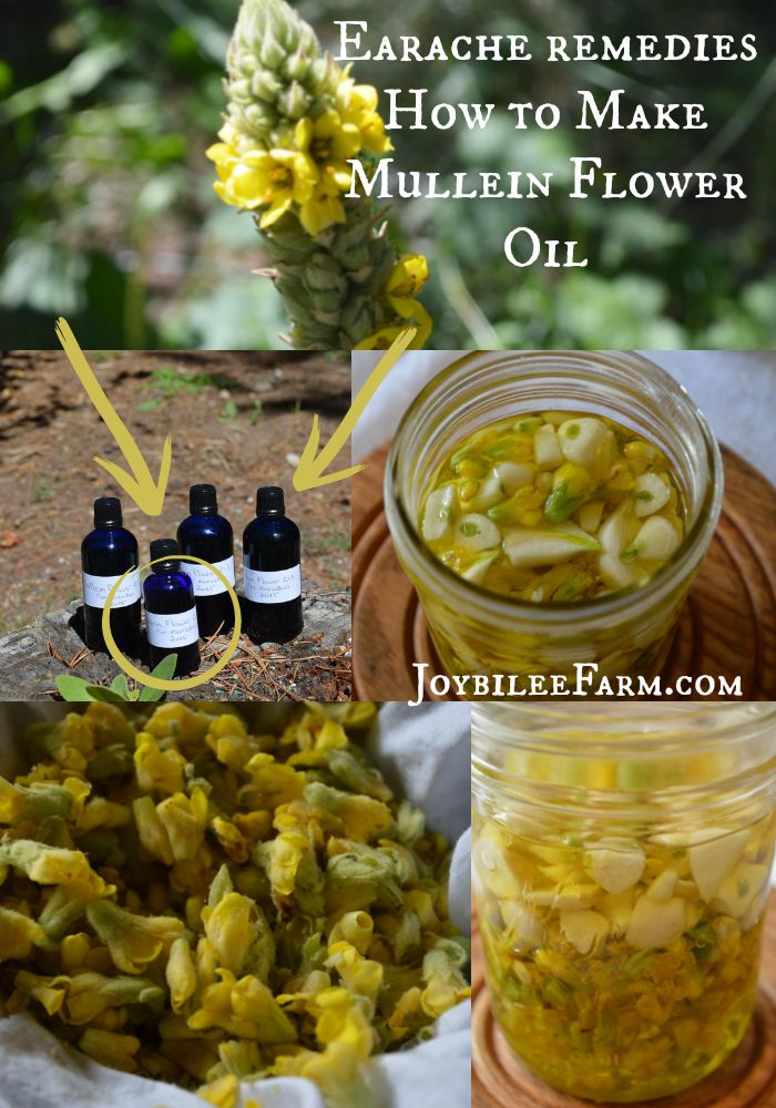 Earache remedies – How to Make Mullein Flower Oil -- Joybilee Farm