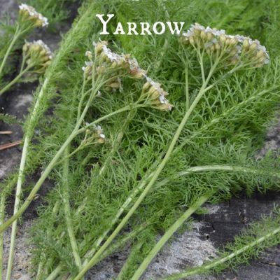 How to Stop Bleeding with Yarrow