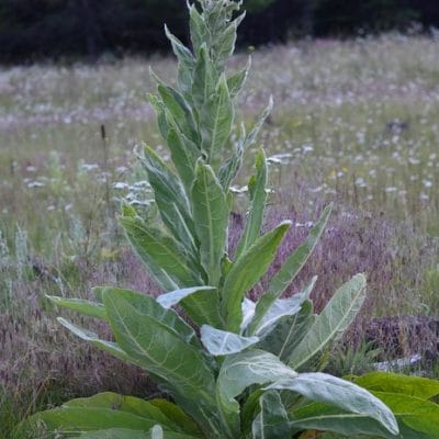 Earache remedies – How to Make Mullein Flower Oil