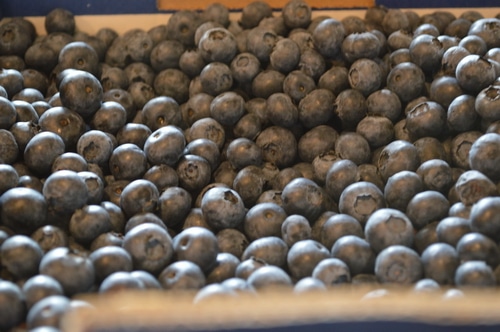 a box full of fresh blueberries