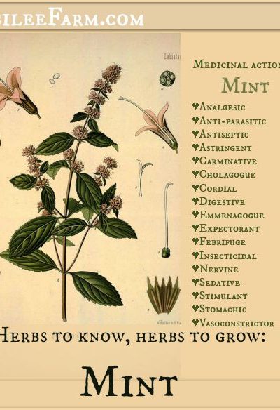 Herbs to know, herbs to grow: Mint