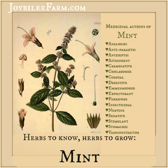 Herbs to know, herbs to grow: Mint