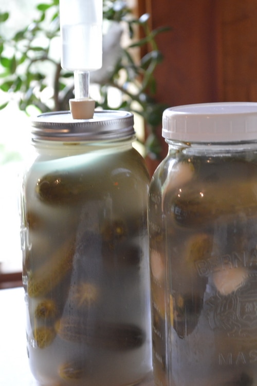 Easier fermented pickles with the right tools -- Joybilee Farm