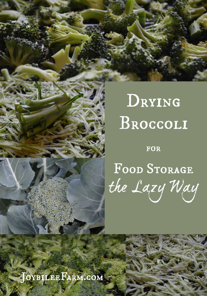 Drying Broccoli for Food Storage the Lazy Way -- Joybilee Farm