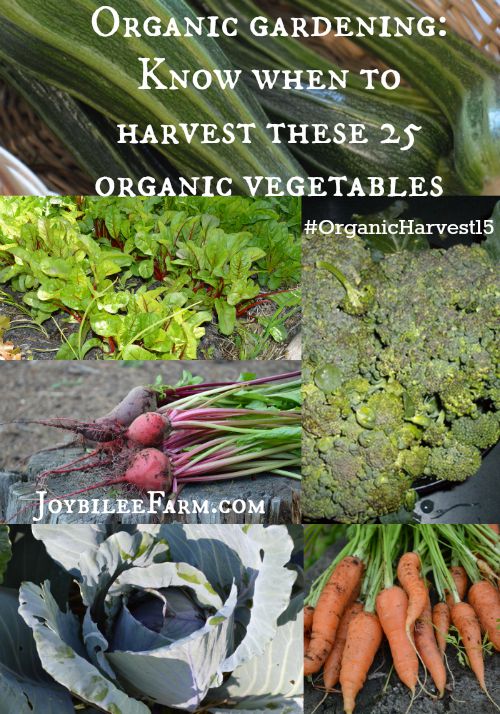Organic gardening: Know when to harvest these 25 organic vegetables -- Joybilee Farm