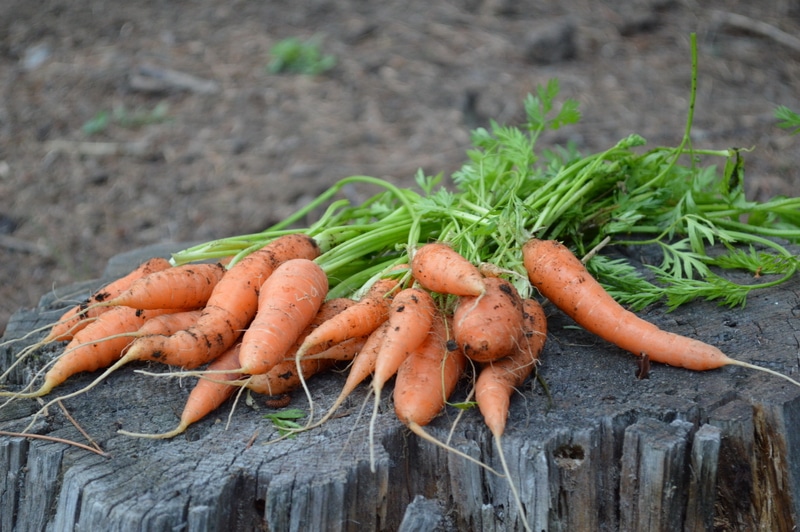 carrot harvest 2