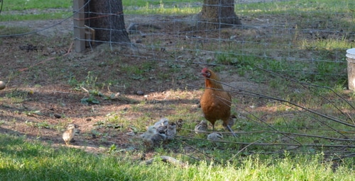chicken and chicks on the homestead