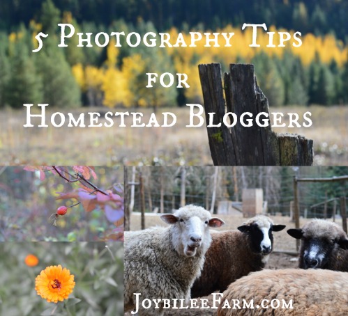 5 Photography Tips for Homestead Bloggers -- Joybilee Farm