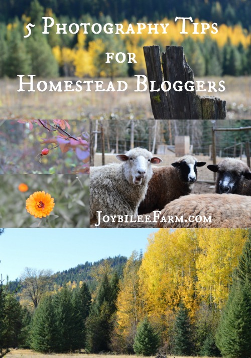 5 Photography Tips for Homestead Bloggers -- Joybilee Farm