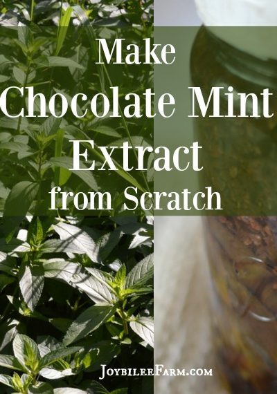 You can make Peppermint Pattie flavoured extracts with just three ingredients -- chocolate mint leaves, cacao nibs, and vodka. Use it in baking, gift it, and make it because you CAN!