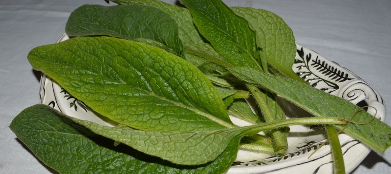 full size comfrey leaves on a white plate