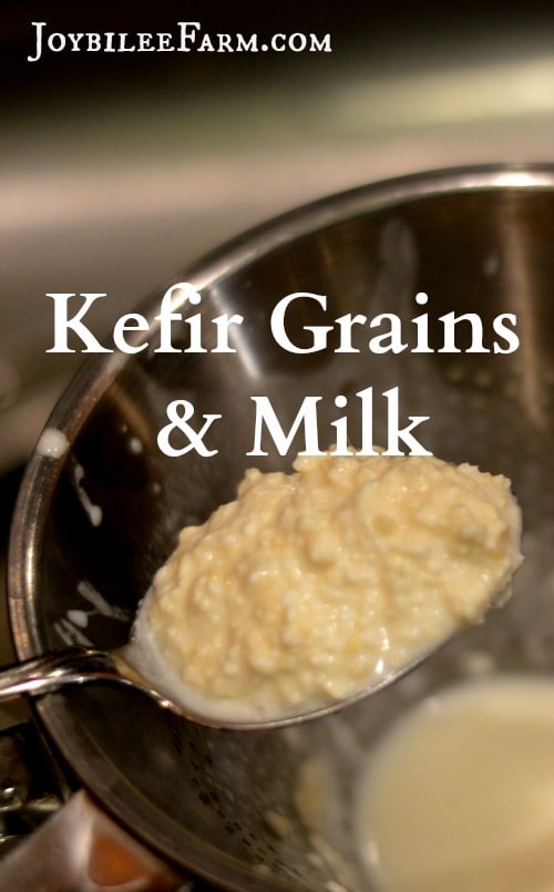 Kefir making is a simple 3 step process: Place kefir grains in a clean jar. Pour fresh milk over the kefir grains. Wait 24 to 48 hours. Strain out the kefir grains by pouring the fermented milk through a sieve. Repeat.
