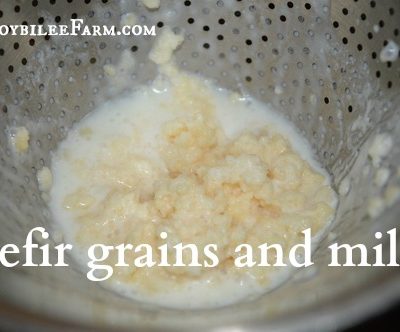 Kefir grains and milk