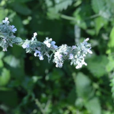 Growing Catnip and Using It for the Anxious Child
