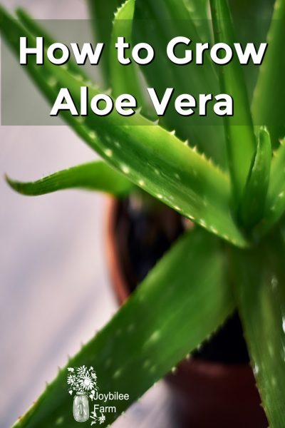 How To Grow And Use Aloe Vera - Joybilee® Farm | DIY | Herbs | Gardening