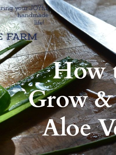 Aloe is a “first aid kit in a plant” according to Rosemary Gladstar. [3] Externally aloe vera gel is useful for skin irritation, wounds, scratches, and bedsores, as well as burns. Internally, the fresh gel is used in to soothe ulcers and as a laxative.