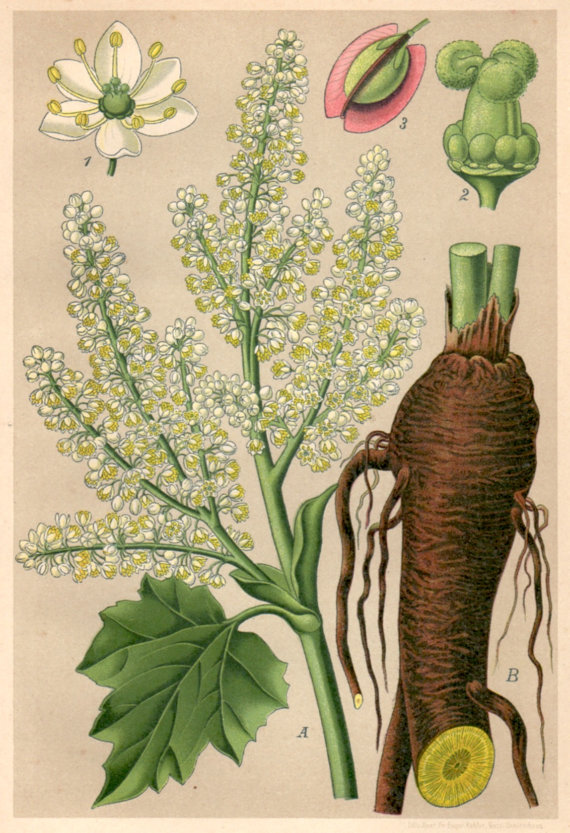 Turkey Rhubarb 1901 print