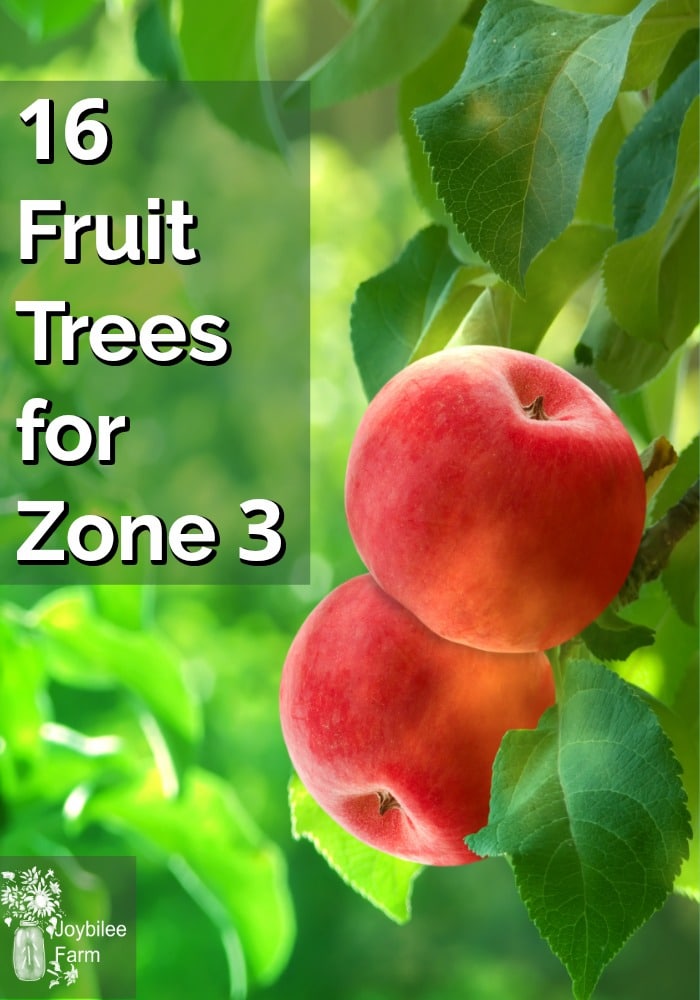 Malé ovocné stromy zóna 3