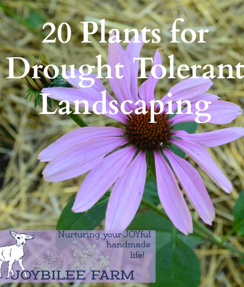 20 Drought Tolerant Plants For Your Zone 3 Garden Joybilee Farm Diy Herbs Gardening