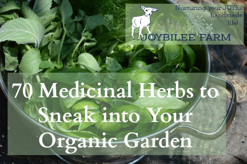 By growing herbs yourself, in your own garden, you get the freshest, most potent medicinal herbs. These are thriving under the same stressors that you, yourself, are challenged with. When you buy dried herbs, even from local herb stores, they won’t be as active or as potent as the herbs that you harvest fresh and process yourself. But how do you fit medicinal herbs into your home garden plans? You don’t need hundreds of acres to grow enough medicinal herbs for your family’s wellness. Here’s 5 ways to fit medicinal herbs into your organic garden.