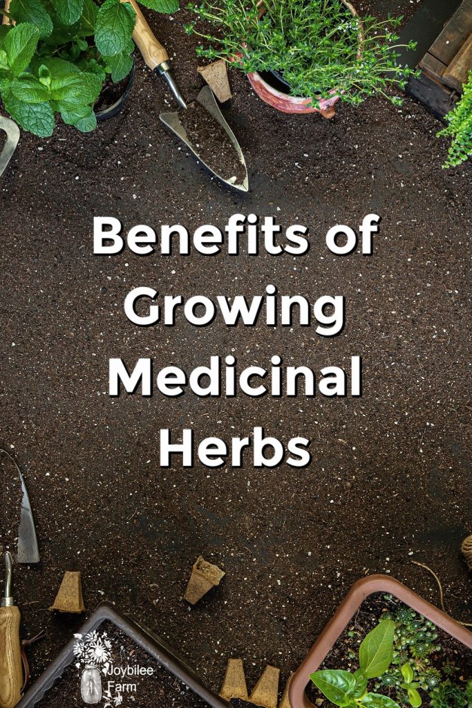 growing medicinal herbs