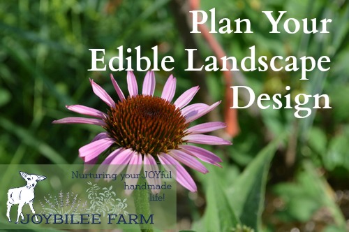 In edible landscape design your foundational plants are perennial fruit and nut trees that give 3 or 4 season interest, medium size perennial herbs and flowers that draw the eye or the nose, and annual vegetables and herbs that fill in the borders. For new gardeners that have to please a Home Owners Association, designing an edible garden that’s also ornamental can seem overwhelming.