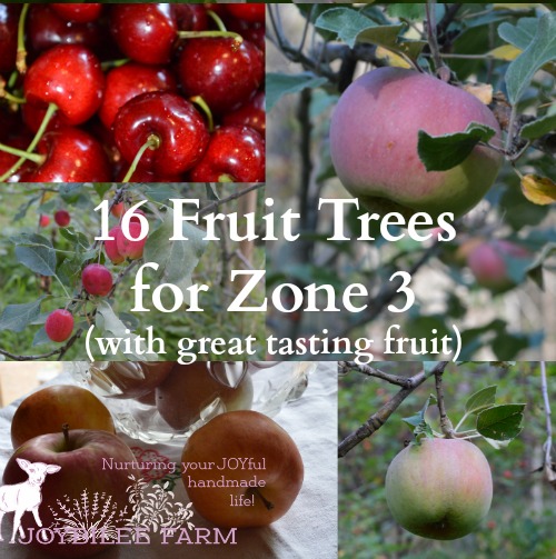 Assuming you have the correct pollinator tree for the fruit that you have, your trees should be bearing some fruit within 5 years of planting. Once they start to bear, yields will increase annually. But if you don’t plant fruit trees you won’t get any fruit. So pick your cultivars, fence your orchard, and plant your trees so that you can begin harvesting amazing home grown fruit soon. Fruit you grow yourself will taste better, and be more nutritious than anything that you can buy in the store.