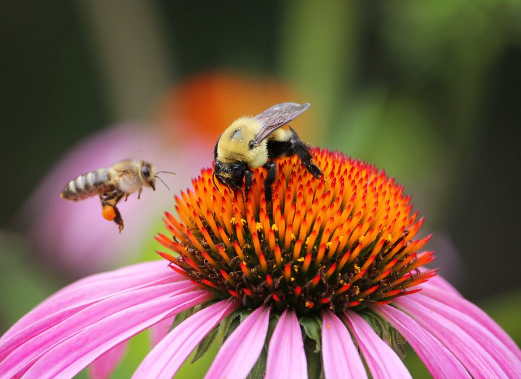 honeybee and bumble bee on an echinacea flower