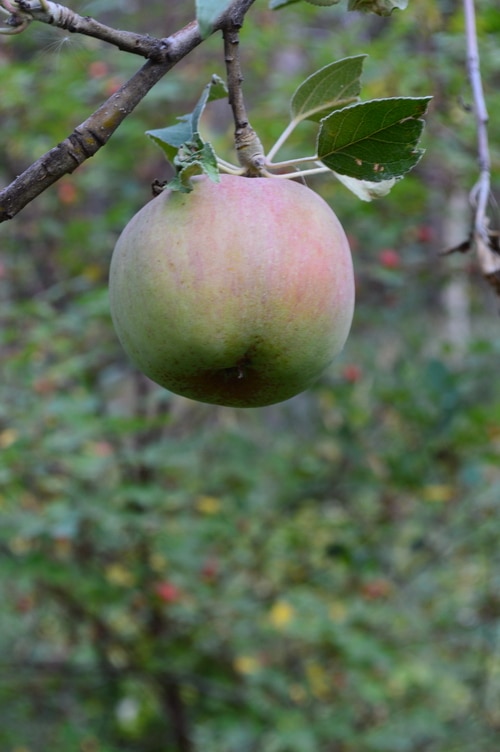 Apple on branch