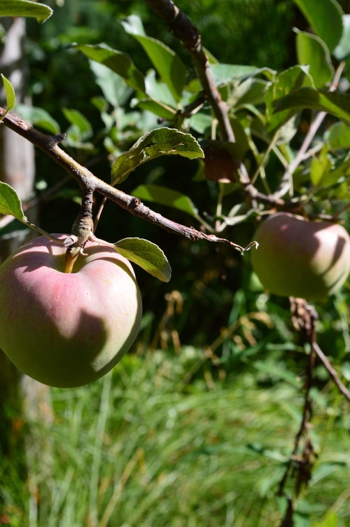 Apples growing on a branch