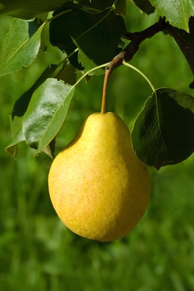 A ripe green pear on a branch