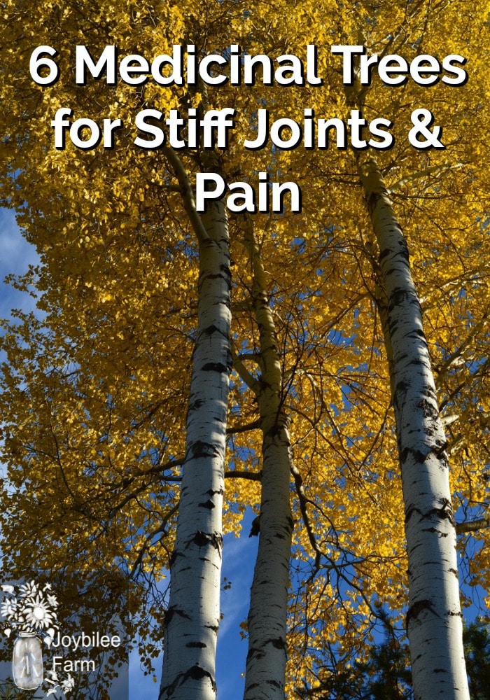 6 Medicinal Trees For Stiff Joints And Pain | Joybilee® Farm | DIY