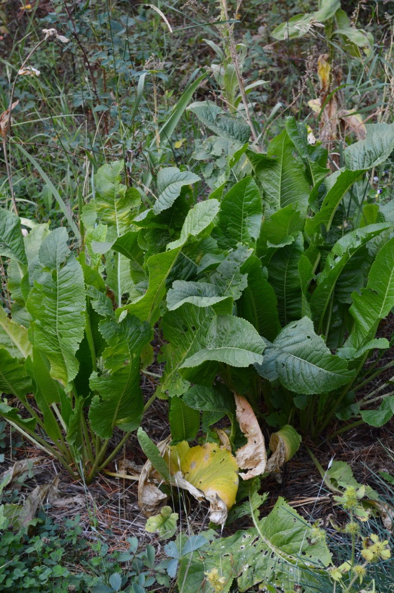 Growing Horseradish and Making Prepared Horseradish