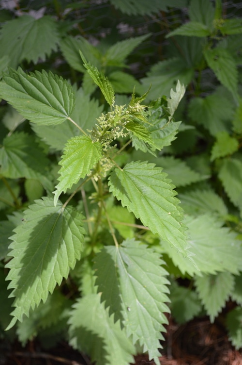 the growing tip of a flowering stinging nettle. Nettles are a nutritive herb that can be taken freely. Nettle is rich in chlorophyll. They are a significant source of vitamin C, D, and A. The nettle is 20% minerals including calcium, silicon, potassium, chromium, phosphorous, magnesium, and zinc.