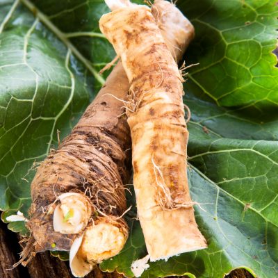 Growing and Using Horseradish