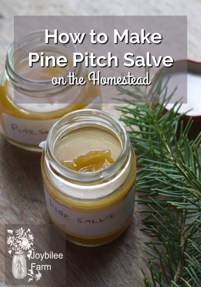 Make pine salve from local trees. It is a traditional drawing salve, that draws infections, slivers, and inflammation out of the body. Pine salve reduces pain and swelling, helping the body heal itself.