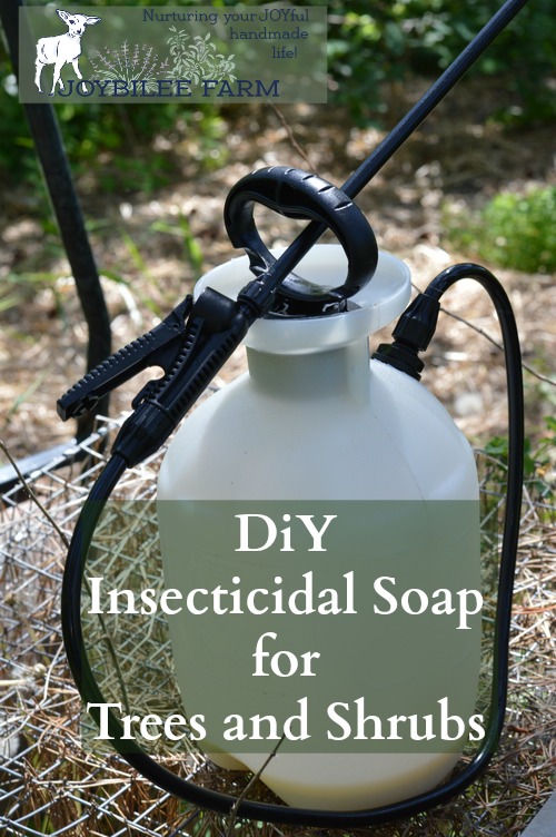 This insecticidal soap spray can be made at home for only a few dollars. It kills garden pests by coating their bodies with oil. Since insects breathe through their skin, it smothers them. Then the oil stays on the leaves making them inhospitable to further predation. But it won’t harm pets or humans. Avoid spraying on fruit shrubs with open flowers and pollinators at work. This can be used on fruit trees, shrubs, canes, and vines. Avoid spraying on the vegetable garden, as the oil will cling to the leaves of your vegetables. It won't harm the vegetables, but it may make them taste funny. For the vegetable garden hand picking and using diatomaceous earth is more effective than a foliar spray. This recipe makes enough to fill a 1 gallon pressurized garden sprayer. This is the pressurized sprayer I have.