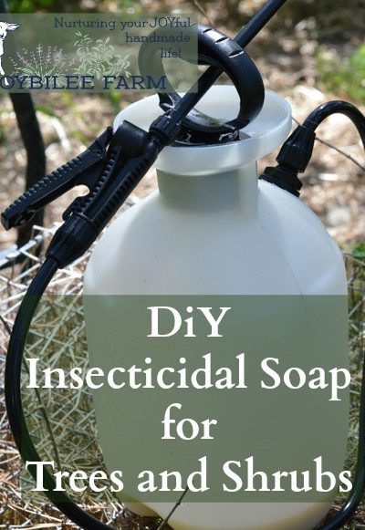 This insecticidal soap spray can be made at home for only a few dollars. It kills garden pests by coating their bodies with oil. Since insects breathe through their skin, it smothers them. Then the oil stays on the leaves making them inhospitable to further predation. But it won’t harm pets or humans. Avoid spraying on fruit shrubs with open flowers and pollinators at work. This can be used on fruit trees, shrubs, canes, and vines. Avoid spraying on the vegetable garden, as the oil will cling to the leaves of your vegetables. It won't harm the vegetables, but it may make them taste funny. For the vegetable garden hand picking and using diatomaceous earth is more effective than a foliar spray. This recipe makes enough to fill a 1 gallon pressurized garden sprayer. This is the pressurized sprayer I have.