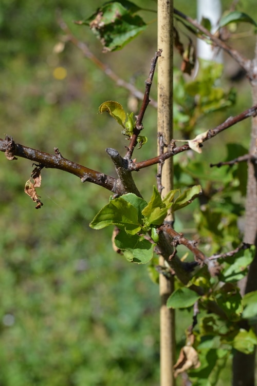 apricot tree recoverying after spray