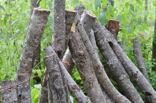 mushroom logs
