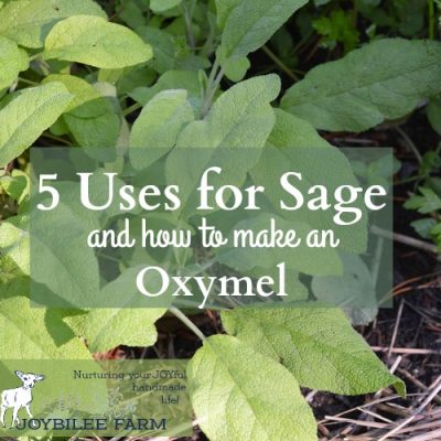 5 Uses for Sage and How to Make an Oxymel