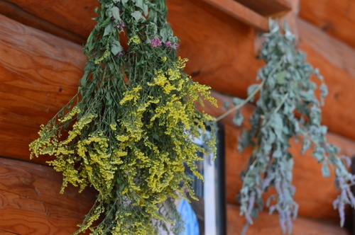 Many fresh garden herbs need to be dried to keep the active constituents potent. The way they are dried has a bearing on the potency of the herb and how long the herb will last in storage. Herbs should retain their colour and their fragrance in storage. Generally dried herbs can be stored for one to two years without loss of potency. Herbs that have lost their fragrance or have faded colour are no longer as potent, and should be replaced with fresh stock.