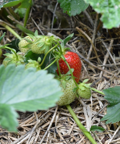 Strawberries growing in the garden