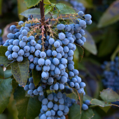 Make Oregon Grape Jelly from Foraged Fruit