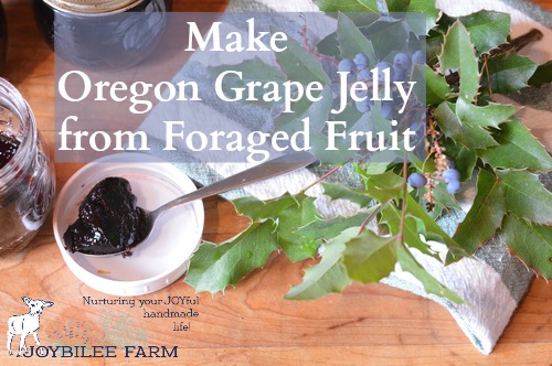 While they are sour they are not as sharp as rhubarb or cranberries, requiring less sugar to make them into a very delicious jelly. The flavour is unique, like wild blueberries with a huckleberry after taste. Once you’ve made your first batch, you’ll be planning more into your fall foraging trips.