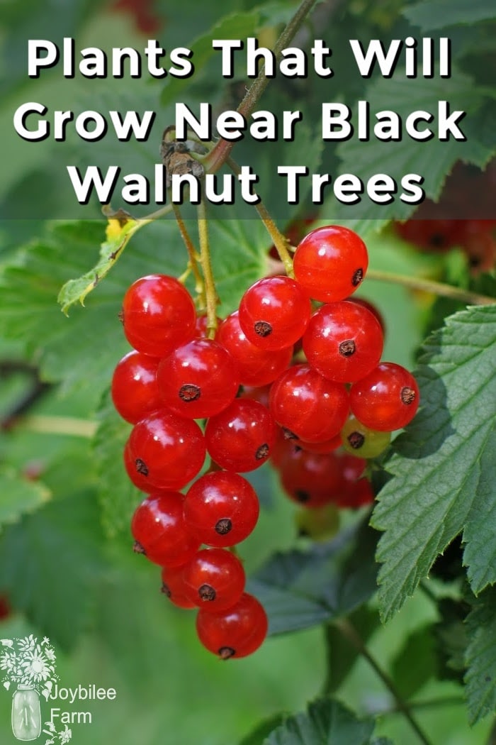 30 Plants That Will Grow Near Black Walnut Trees, in Zone 3 - Joybilee ...