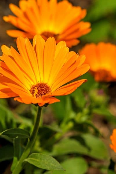 Orange Calendula flowers