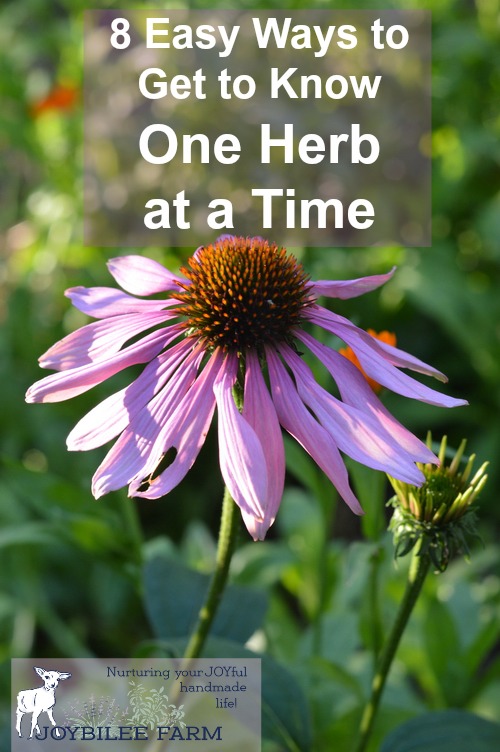 How to study herbs by focusing on one herb at a time. This will jump start your herbal learning and allow you to quickly master medicinal herbs.